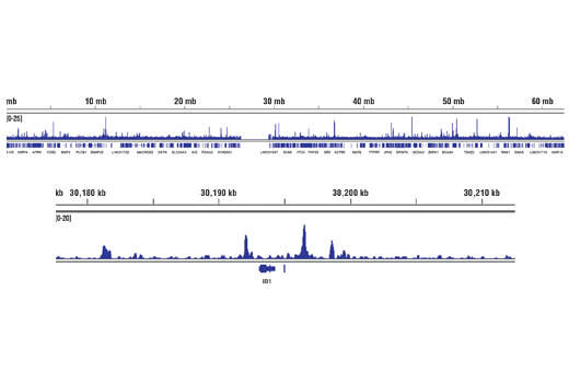  Image 19: SMAD2/3 Antibody Sampler Kit