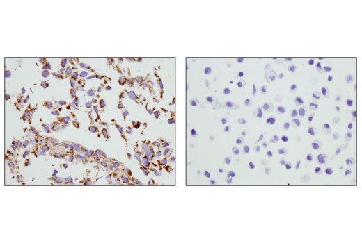 Immunohistochemistry Image 1: COX IV (D6I4K) Rabbit mAb