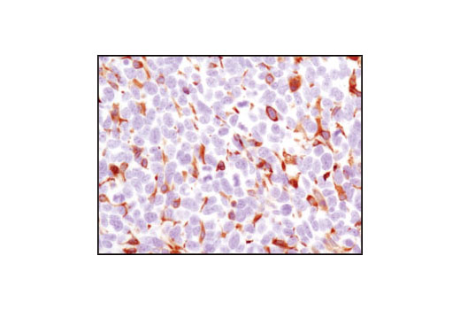  Image 26: Microglia LPS-Related Module Antibody Sampler Kit