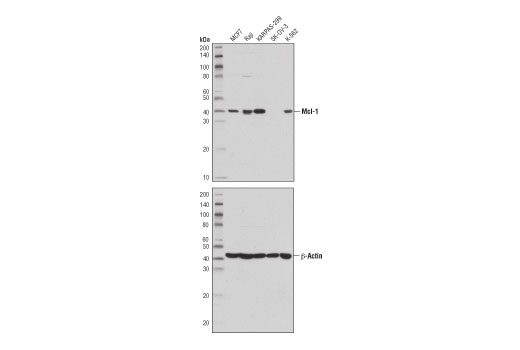 Western Blotting Image 1: Mcl-1 (D5V5L) Rabbit mAb