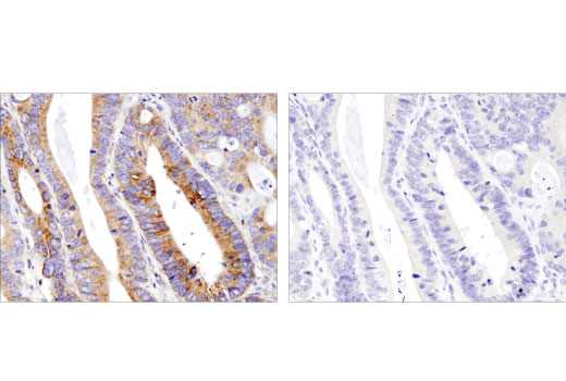 Immunohistochemistry Image 4: Mcl-1 (D5V5L) Rabbit mAb