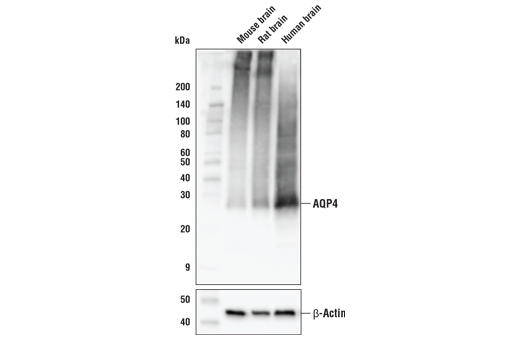 Western Blotting Image 1: AQP4 (D1F8E) XP® Rabbit mAb (BSA and Azide Free)