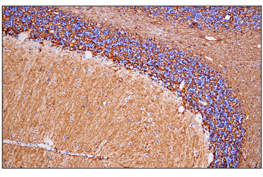 Immunohistochemistry Image 1: AQP4 (D1F8E) XP® Rabbit mAb (BSA and Azide Free)