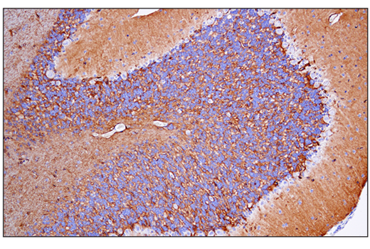 Immunohistochemistry Image 4: AQP4 (D1F8E) XP® Rabbit mAb (BSA and Azide Free)