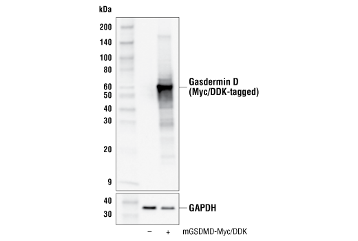 Image 33: Human Reactive PANoptosis Antibody Sampler Kit