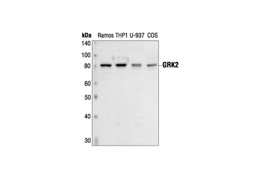 Western Blotting Image 1: GRK2 Antibody