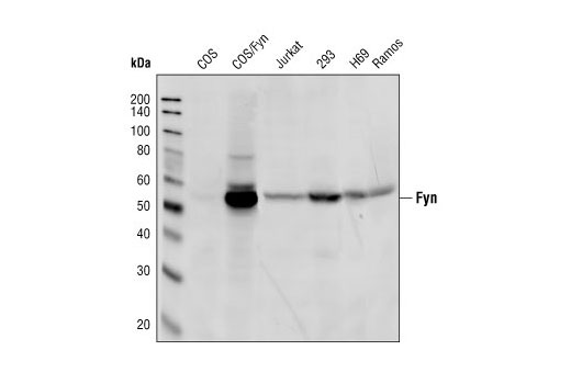  Image 7: Src Family Antibody Sampler Kit