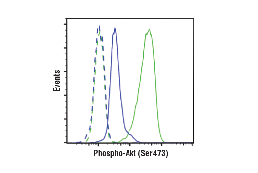  Image 32: Phospho-Akt Isoform Antibody Sampler Kit