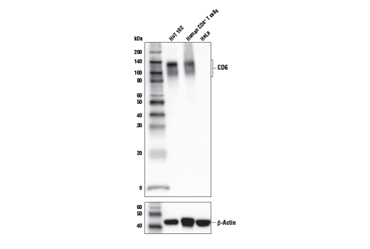 Western Blotting Image 1: CD6 (E9Y7Y) Rabbit mAb