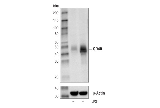 Western Blotting Image 1: CD40 (D8W3N) Rabbit mAb