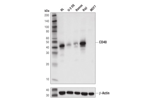 Western Blotting Image 2: CD40 (D8W3N) Rabbit mAb