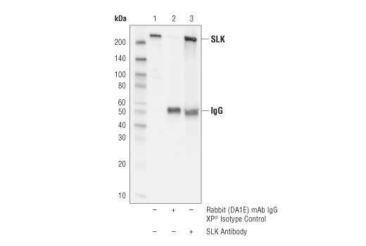 Immunoprecipitation Image 1: SLK Antibody