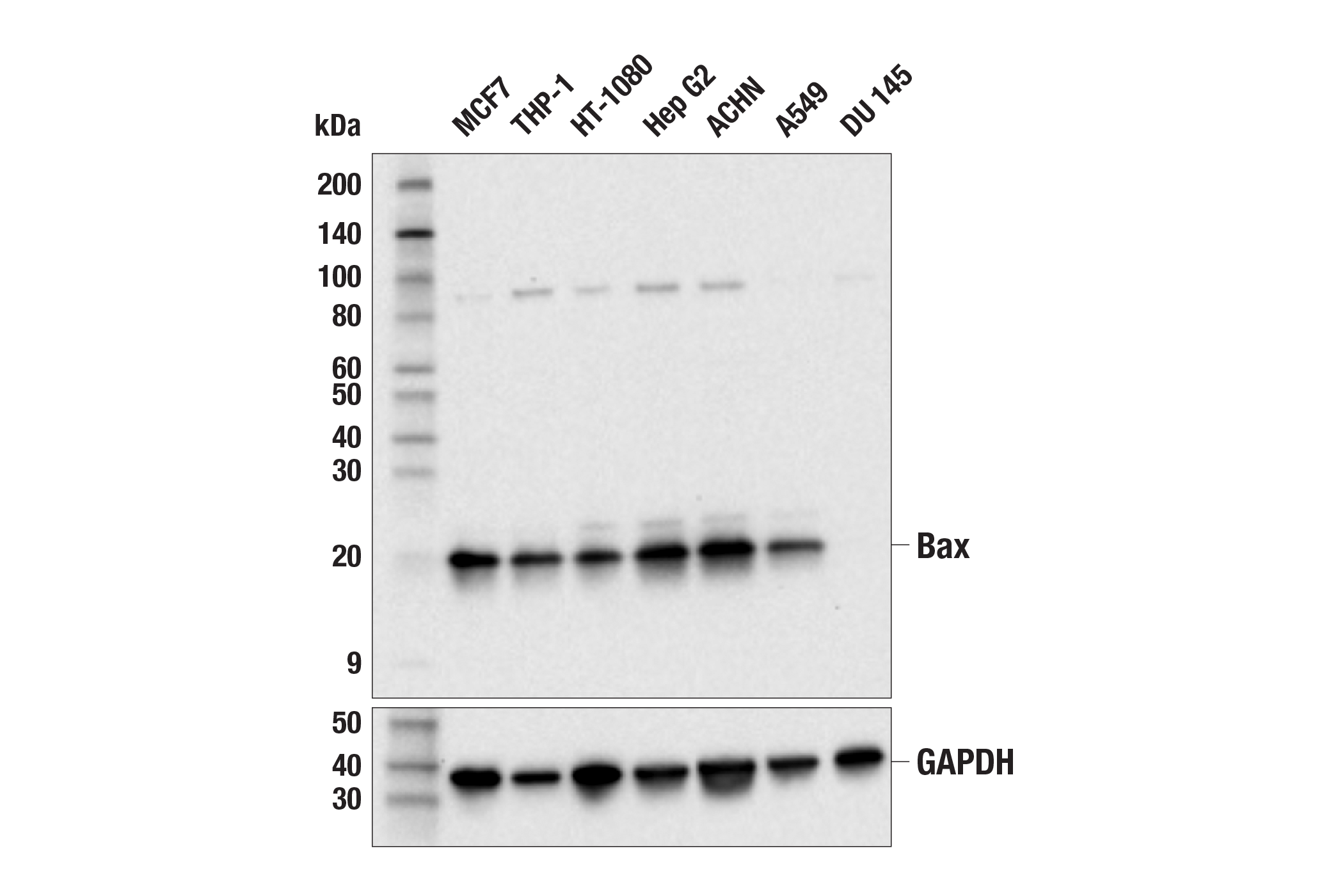 Western Blotting Image 1: Bax (E2Q7G) Rabbit mAb