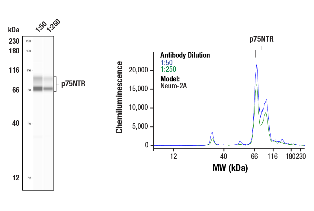 Western Blotting Image 2: p75NTR (E7I3M) Rabbit mAb