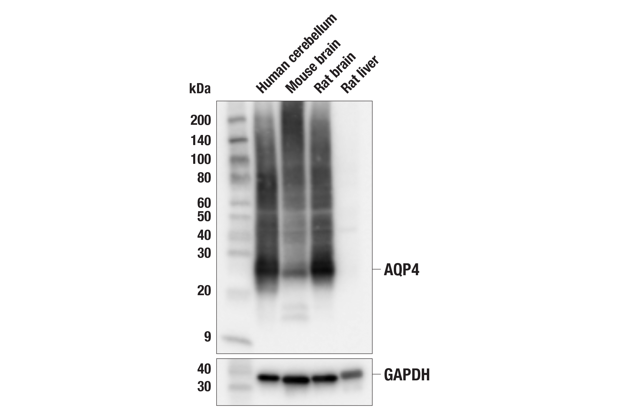 Western Blotting Image 1: AQP4 (E8W5A) Mouse mAb