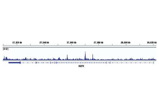 Chromatin Immunoprecipitation Image 1: Helios (D8W4X) XP® Rabbit mAb