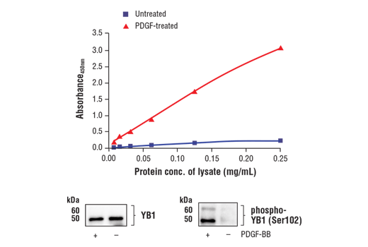  Image 1: FastScan™ Phospho-YB1 (Ser102) ELISA Kit