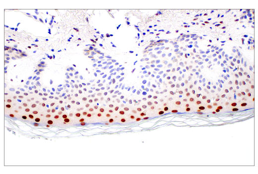 Immunohistochemistry Image 5: C/EBPβ (E2K1U) Rabbit mAb