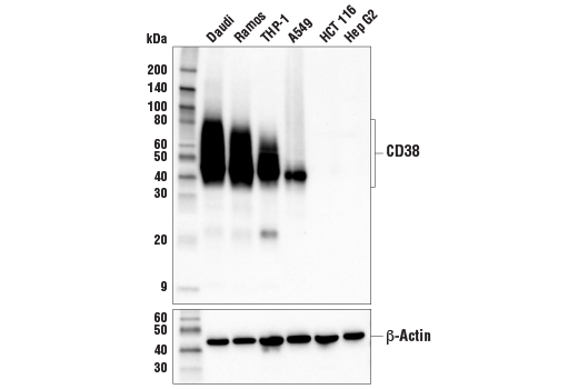 Western Blotting Image 1: CD38 (E7Z8C) XP® Rabbit mAb (BSA and Azide Free)