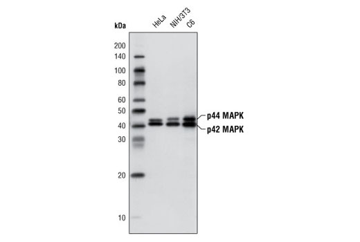 Western Blotting Image 1: p44/42 MAPK (Erk1/2) (137F5) Rabbit mAb (HRP Conjugate)