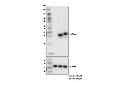 Western Blotting Image 1: mCherry (E5D8F) Rabbit mAb