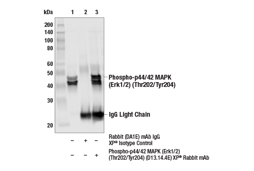  Image 21: Phospho-MAPK Family Antibody Sampler Kit