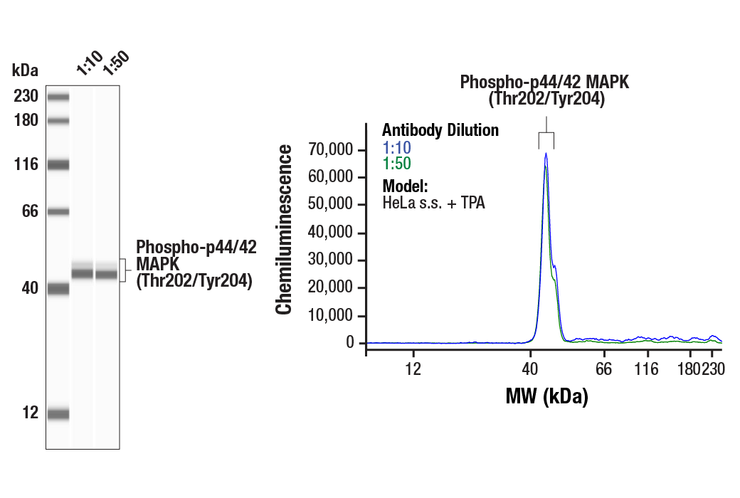  Image 3: Cannabinoid Receptor 1 Downstream Signaling Antibody Sampler Kit