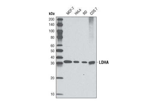 Western Blotting Image 1: LDHA (C4B5) Rabbit mAb (BSA and Azide Free)