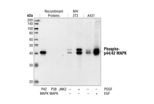 Western Blotting Image 1: Phospho-p44/42 MAPK (Erk1/2) (Thr202/Tyr204) (20G11) Rabbit mAb