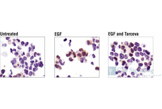 Immunohistochemistry Image 1: Phospho-p44/42 MAPK (Erk1/2) (Thr202/Tyr204) (20G11) Rabbit mAb