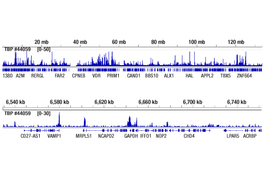 CUT and RUN Image 2: TBP (D5C9H) XP® Rabbit mAb