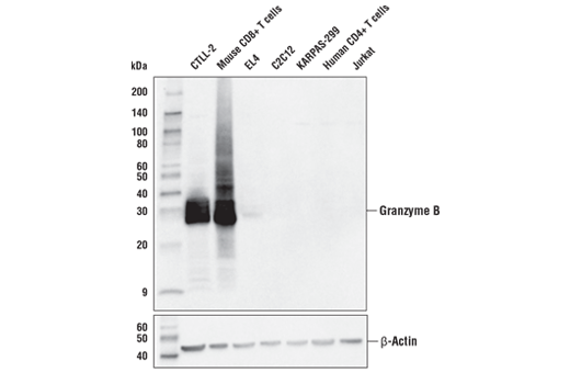 Western Blotting Image 1: Granzyme B (E5V2L) Rabbit mAb