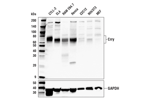 Western Blotting Image 1: Crry Antibody