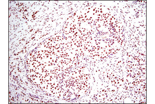  Image 3: NETosis Antibody Sampler Kit