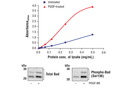  Image 1: FastScan™ Phospho-Bad (Ser136) ELISA Kit