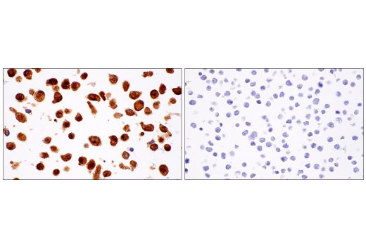 Immunohistochemistry Image 1: α-Synuclein (E4U2F) XP® Rabbit mAb (BSA and Azide Free)