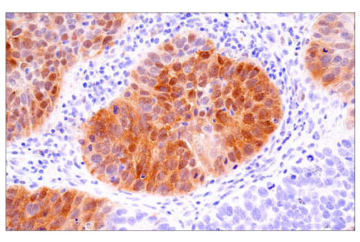 Immunohistochemistry Image 5: α-Synuclein (E4U2F) XP® Rabbit mAb (BSA and Azide Free)