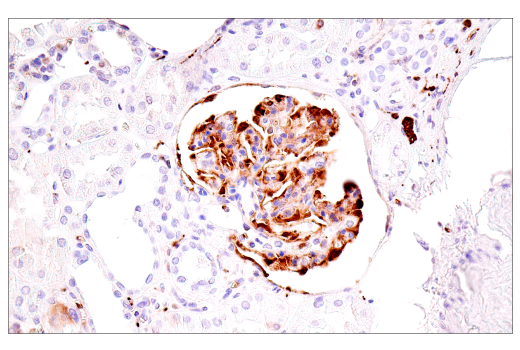 Immunohistochemistry Image 7: α-Synuclein (E4U2F) XP® Rabbit mAb (BSA and Azide Free)