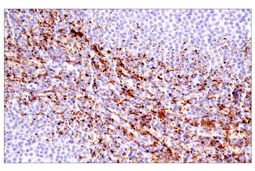 Immunohistochemistry Image 8: α-Synuclein (E4U2F) XP® Rabbit mAb (BSA and Azide Free)