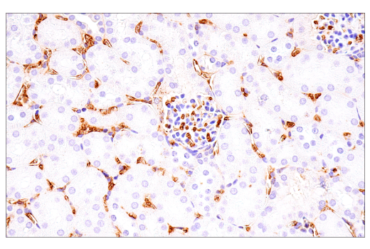 Immunohistochemistry Image 10: α-Synuclein (E4U2F) XP® Rabbit mAb (BSA and Azide Free)