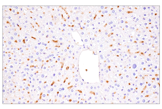 Immunohistochemistry Image 11: α-Synuclein (E4U2F) XP® Rabbit mAb (BSA and Azide Free)