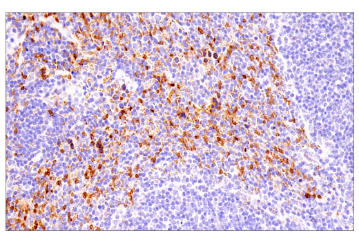 Immunohistochemistry Image 12: α-Synuclein (E4U2F) XP® Rabbit mAb (BSA and Azide Free)