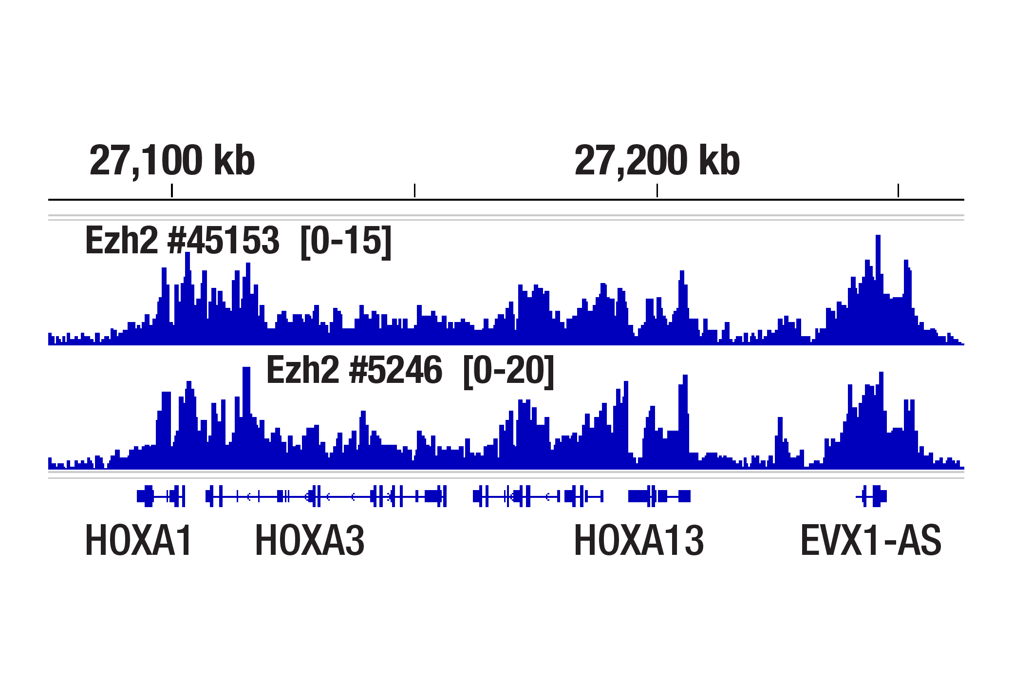 Chromatin Immunoprecipitation Image 1: Phospho-Ezh2 (Thr345) (E7T7K) Rabbit mAb