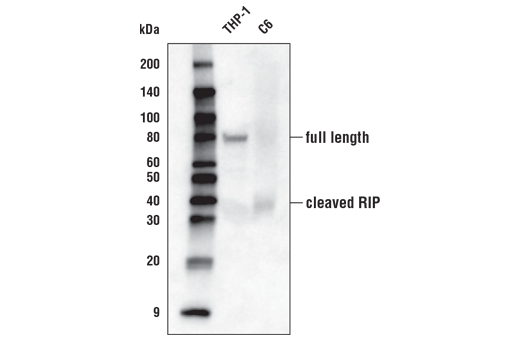 Western Blotting Image 1: RIP (D94C12) XP® Rabbit mAb (Biotinylated)