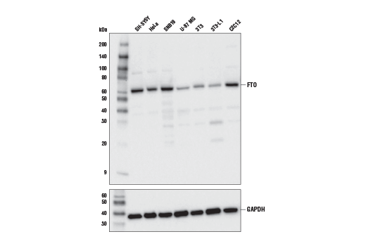 Western Blotting Image 1: FTO (D2V1I) Rabbit mAb