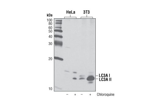 Western Blotting Image 1: LC3A (D50G8) XP® Rabbit mAb