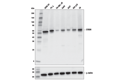 Western Blotting Image 1: CRBN (D8H3S) Rabbit mAb (BSA and Azide Free)