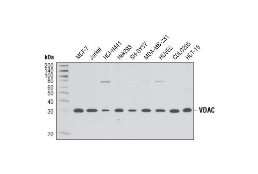 Western Blotting Image 1: VDAC (D73D12) Rabbit mAb