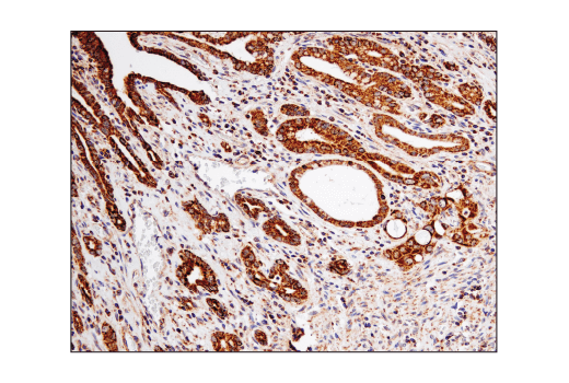 Immunohistochemistry Image 2: VDAC (D73D12) Rabbit mAb