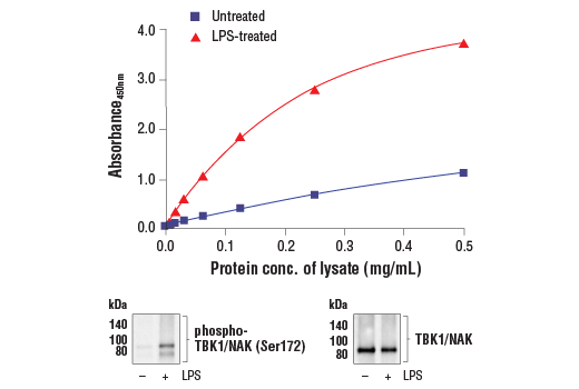  Image 1: FastScan™ Phospho-TBK1/NAK (Ser172) ELISA Kit